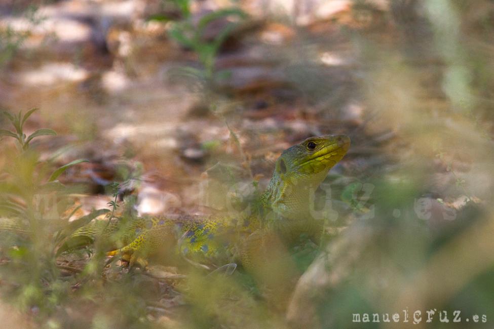 Lagarto ocelado (Timon lepidus)